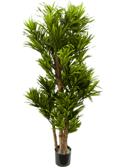 Pleomele Song Of Jamaica Artificial Plant Premium Faux 120cm Height