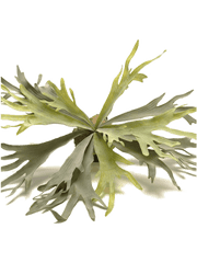 Fern Staghorn Artificial Plant Premium Faux 48cm Height