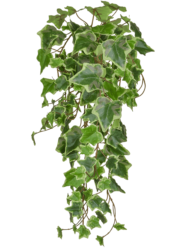 Ivy Green Variegated Artificial Plant Premium Faux 55cm Height