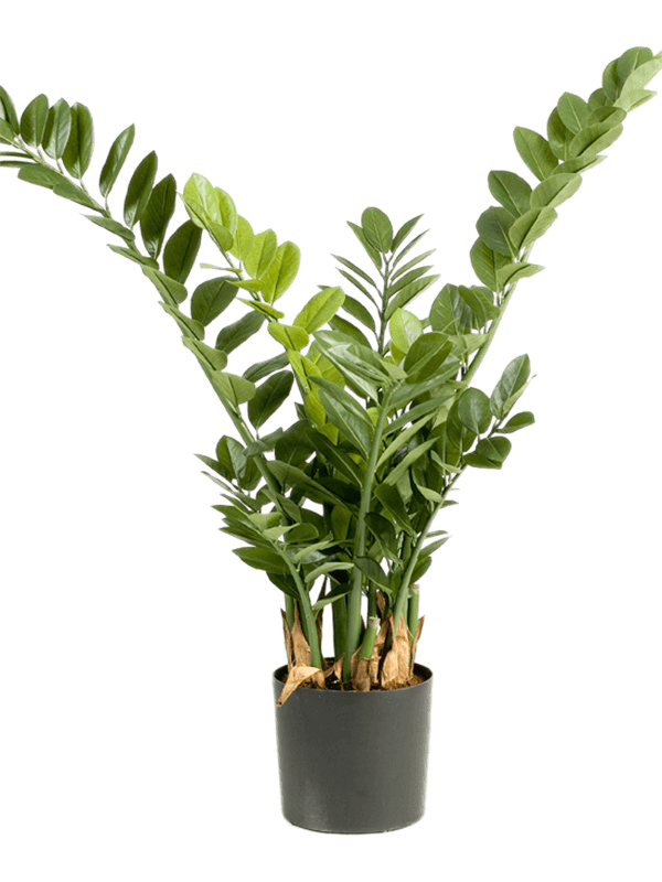 Zamioculcas Artificial Plant Premium Faux 90cm Height