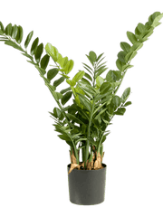 Zamioculcas Artificial Plant Premium Faux 90cm Height