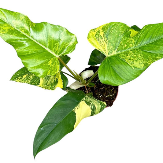 50 cm  Philodendron Domesticum Variegata House Plant 17 cm Pot