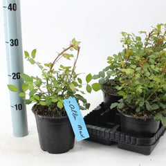 8x Rosa Alba Meidiland 14cm Pot 25cm Shrub Plant Shrubs