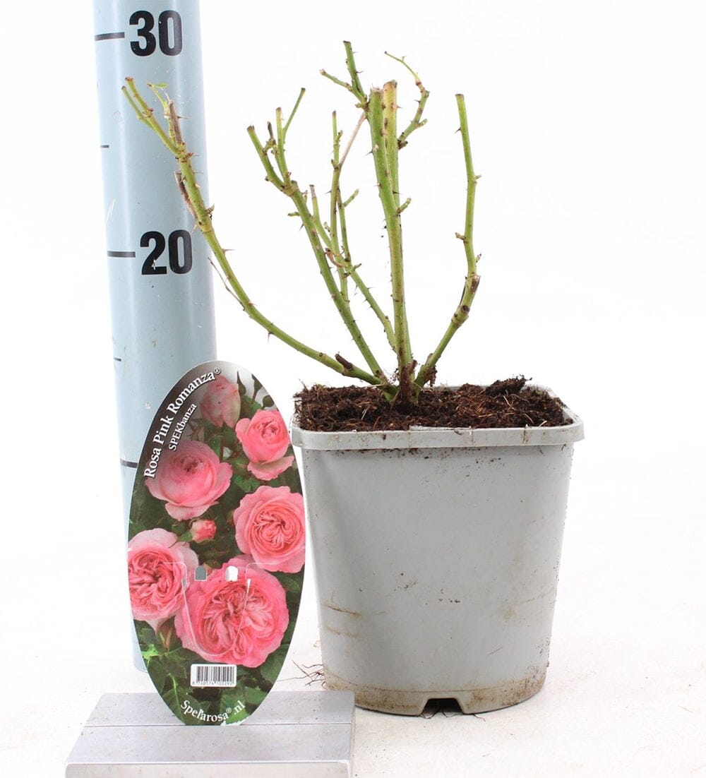 8x Rosa Romanza Pink 14cm Pot 10cm Shrub Plant Shrubs