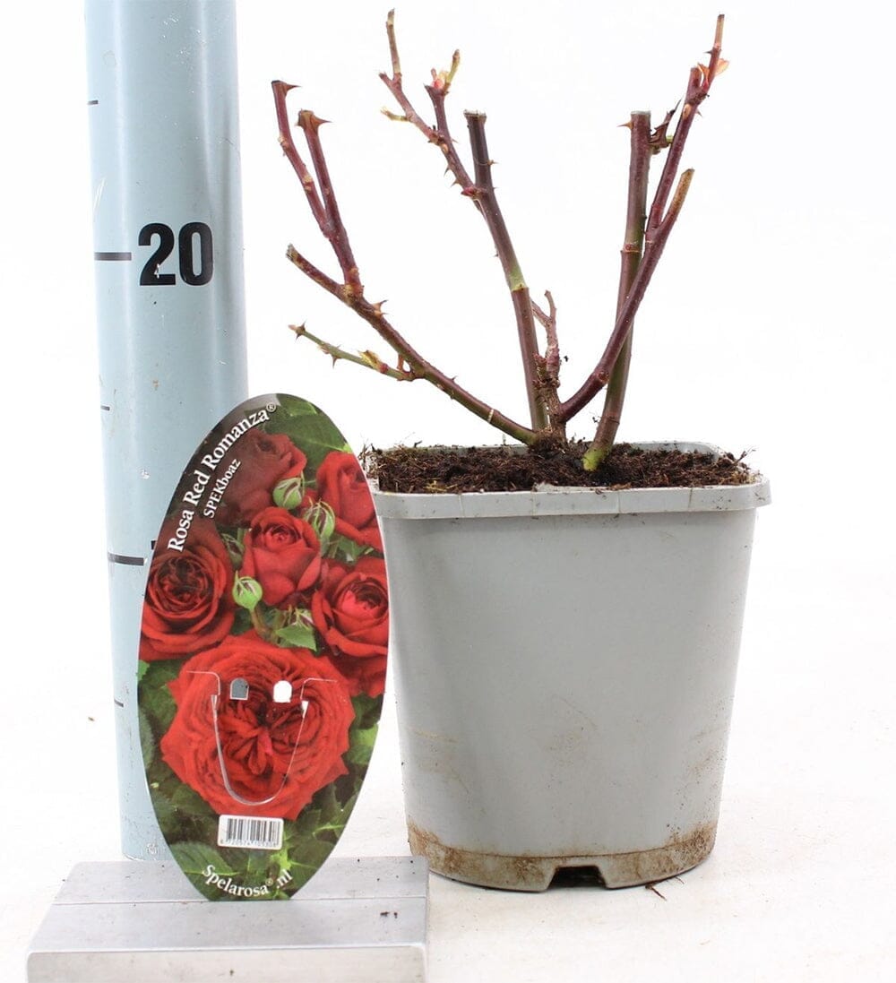 8x Rosa Romanza Red 14cm Pot 10cm Shrub Plant Shrubs