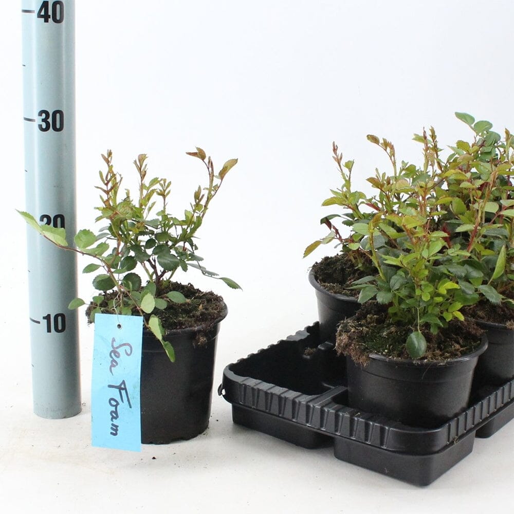 8x Rosa Sea Foam 14cm Pot 25cm Shrub Plant Shrubs