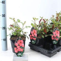 8x Rosa spelarosa Lovely Fairy 14cm Pot 10cm Shrub Plant Shrubs