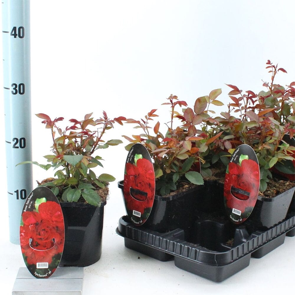 8x Rosa Spelarosa Satchmo 14cm Pot 25cm Shrub Plant Shrubs