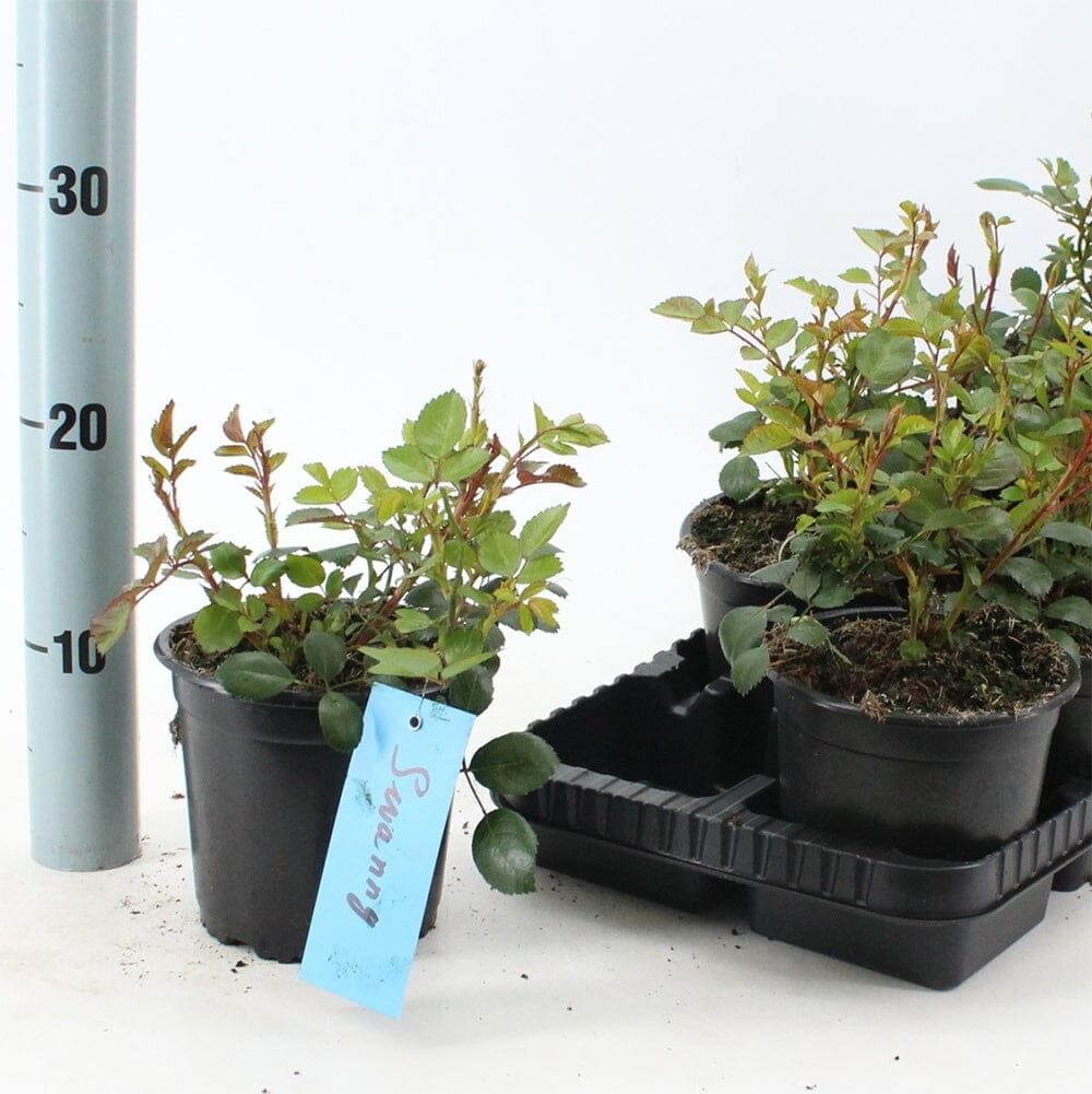 8x Rosa Swany 14cm Pot 25cm Shrub Plant Shrubs
