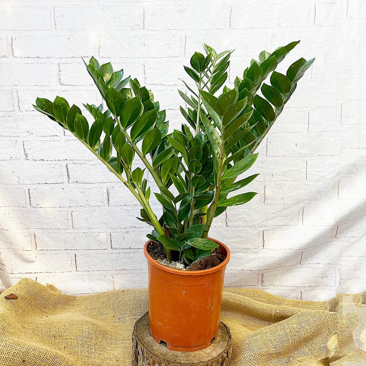 90 - 100cm Zamioculcas Zamifolia ZZ Plant 24cm Pot House Plant House Plant