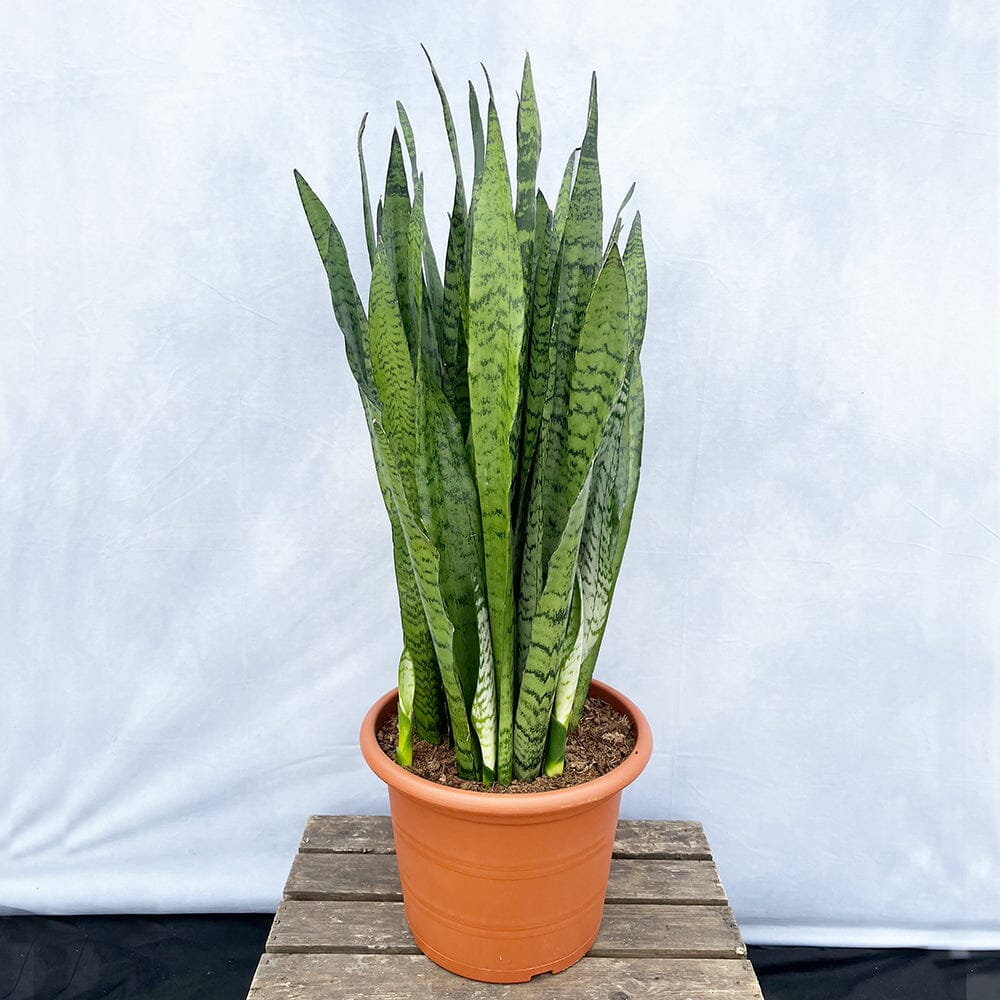 90 - 110cm Sansevieria Zeylanica Snake Plant 30cm Pot House Plant House Plant