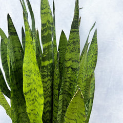 90 - 110cm Sansevieria Zeylanica Snake Plant 30cm Pot House Plant House Plant