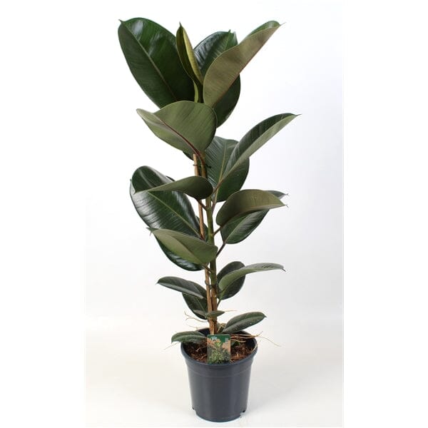 95 - 110cm Ficus Elastica Robusta Rubber Plant 21cm Pot House Plant House Plant