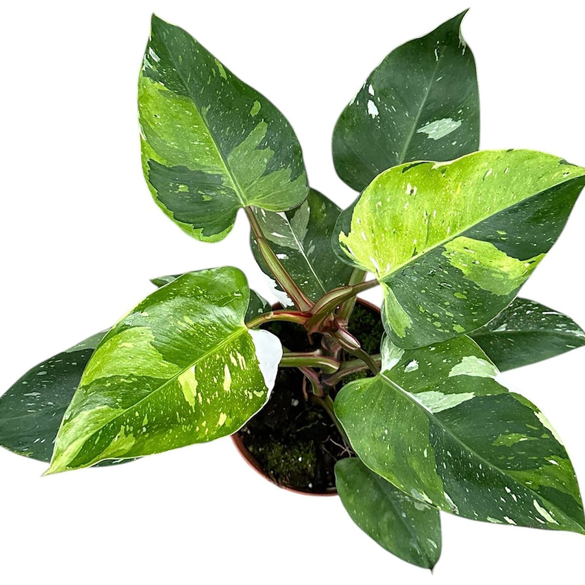 20 - 30cm Philodendron Fresh Aurea 17cm Pot House Plant