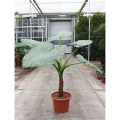 170 - 190cm XXL Alocasia Macrorrhiza 50cm Pot