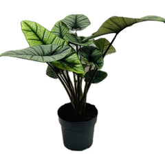 55 - 70cm  Alocasia Platinum XL House Plant 19cm Pot