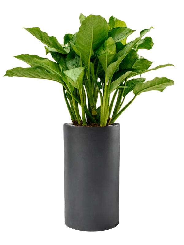 Aglaonema 'Freedman' in Baq Basic Office Plant With Pot 110cm Height 24cm Dia