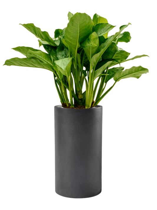 Aglaonema 'Freedman' in Baq Basic Office Plant With Pot 110cm Height 24cm Dia