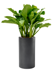 Aglaonema 'Freedman' in Baq Basic Office Plant With Pot 110cm Height 24cm Dia