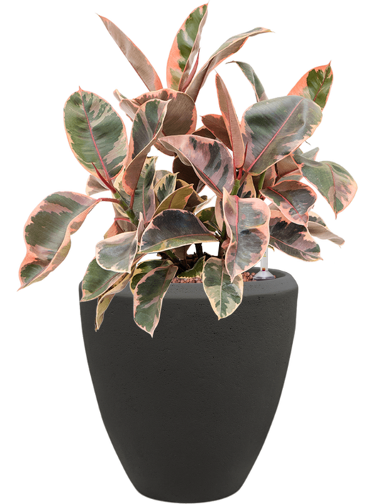 Ficus elastica 'Belize' in Baq Polystone Plain Office Plant With Pot 50cm Height 23cm Dia