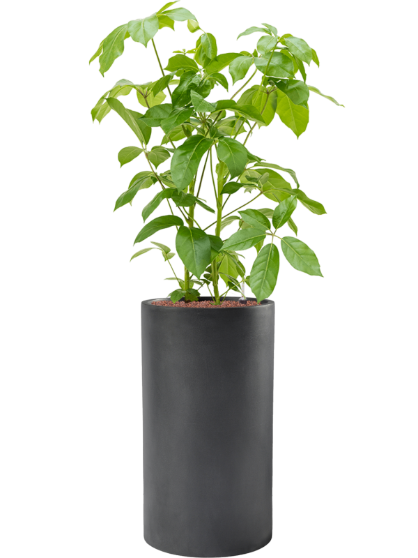 Schefflera actinophylla 'Amate' in Baq Basic Office Plant With Pot 145cm Height 33cm Dia