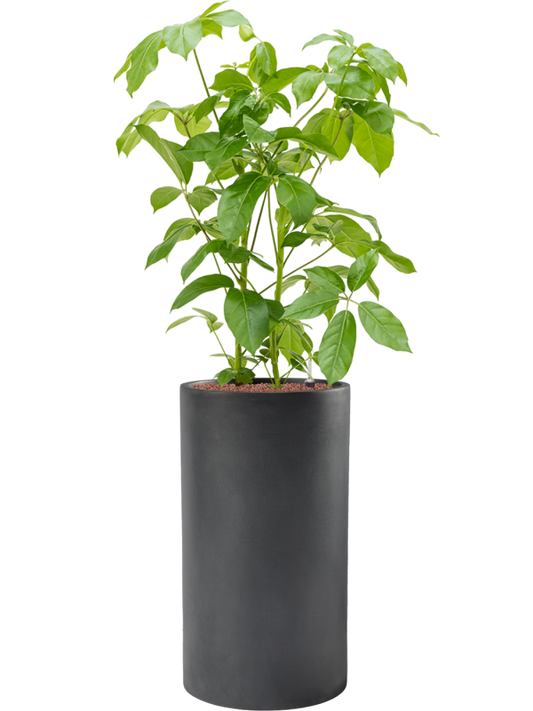 Schefflera actinophylla 'Amate' in Baq Basic Office Plant With Pot 145cm Height 33cm Dia