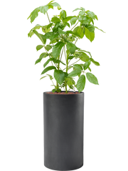 Schefflera actinophylla 'Amate' in Baq Basic Office Plant With Pot 145cm Height 33cm Dia