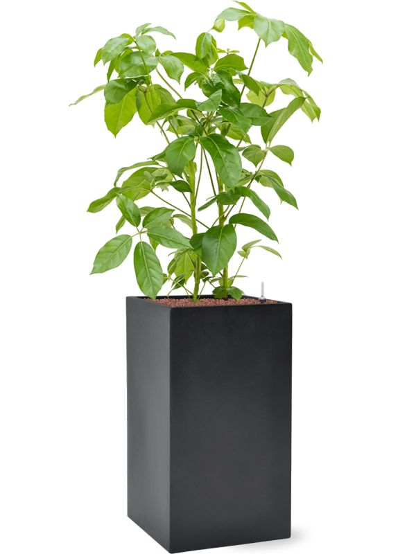 Schefflera actinophylla 'Amate' in Baq Basic Office Plant With Pot 145cm Height 30cm Dia