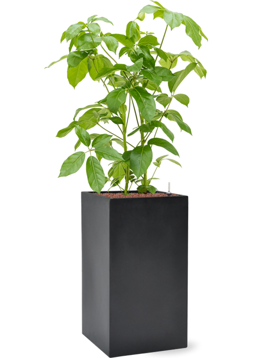 Schefflera actinophylla 'Amate' in Baq Basic Office Plant With Pot 145cm Height 30cm Dia