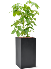 Schefflera actinophylla 'Amate' in Baq Basic Office Plant With Pot 145cm Height 30cm Dia