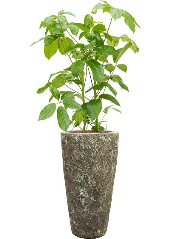 Schefflera actinophylla 'Amate' in Baq Lava Office Plant With Pot 142cm Height 29cm Dia