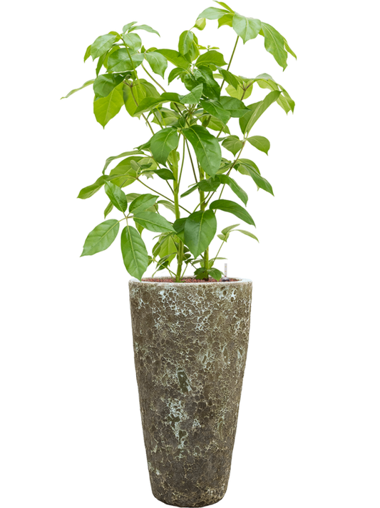 Schefflera actinophylla 'Amate' in Baq Lava Office Plant With Pot 142cm Height 29cm Dia