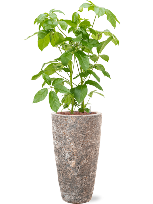 Schefflera actinophylla 'Amate' in Baq Lava Office Plant With Pot 142cm Height 29cm Dia