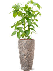 Schefflera actinophylla 'Amate' in Baq Lava Office Plant With Pot 142cm Height 29cm Dia