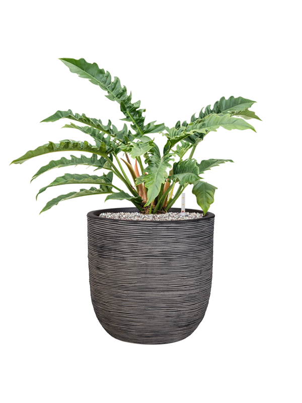 Philodendron 'Narrow' in Capi Nature Rib NL Office Plant With Pot 71cm Height 29.8cm Dia