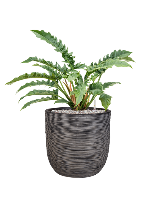 Philodendron 'Narrow' in Capi Nature Rib NL Office Plant With Pot 71cm Height 29.8cm Dia