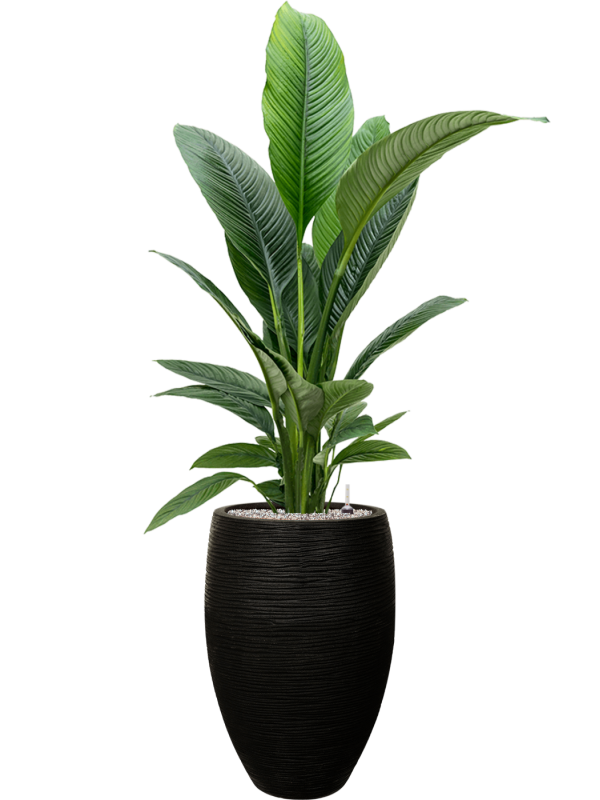 Spathiphyllum 'Sensation' in Capi Nature Rib NL Office Plant With Pot 162cm Height 29cm Dia