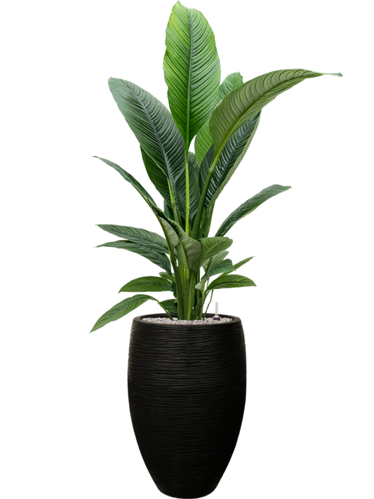 Spathiphyllum 'Sensation' in Capi Nature Rib NL Office Plant With Pot 162cm Height 29cm Dia