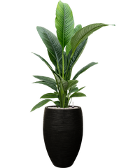 Spathiphyllum 'Sensation' in Capi Nature Rib NL Office Plant With Pot 162cm Height 29cm Dia