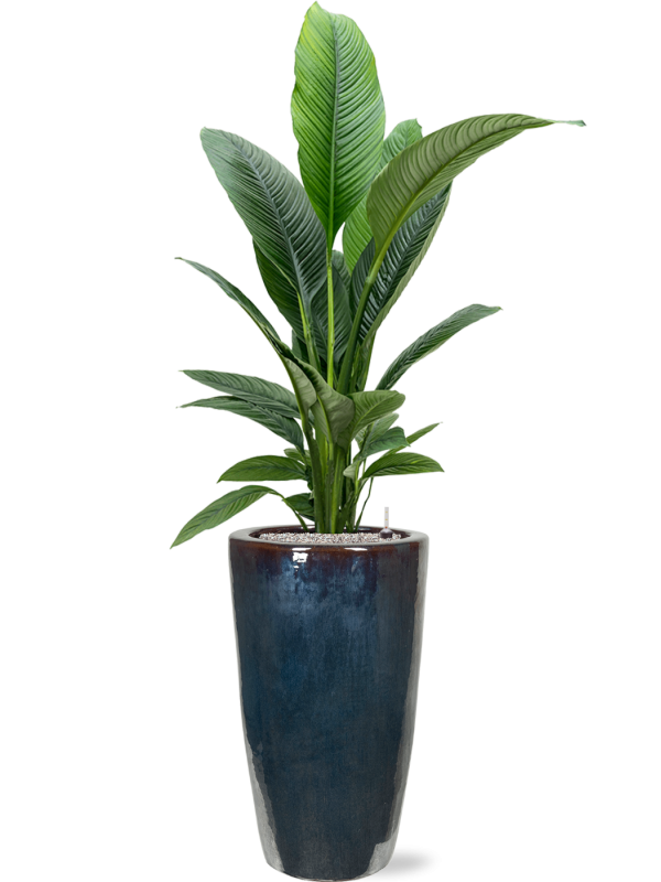 Spathiphyllum 'Sensation' in Plain Office Plant With Pot 172cm Height 27cm Dia