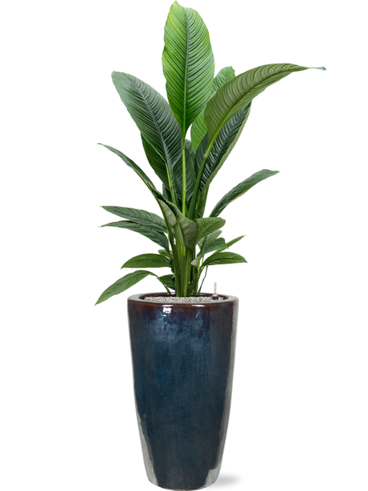 Spathiphyllum 'Sensation' in Plain Office Plant With Pot 172cm Height 27cm Dia