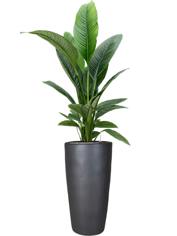 Spathiphyllum 'Sensation' in Plain Office Plant With Pot 173cm Height 27cm Dia