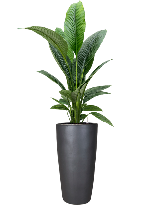 Spathiphyllum 'Sensation' in Plain Office Plant With Pot 173cm Height 27cm Dia