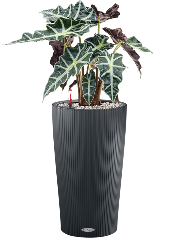 Alocasia 'Polly' in Lechuza Cilindro 23 Office Plant With Pot 65cm Height 20cm Dia