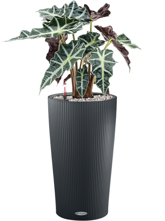 Alocasia 'Polly' in Lechuza Cilindro 23 Office Plant With Pot 65cm Height 20cm Dia