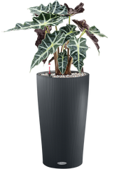 Alocasia 'Polly' in Lechuza Cilindro 23 Office Plant With Pot 65cm Height 20cm Dia