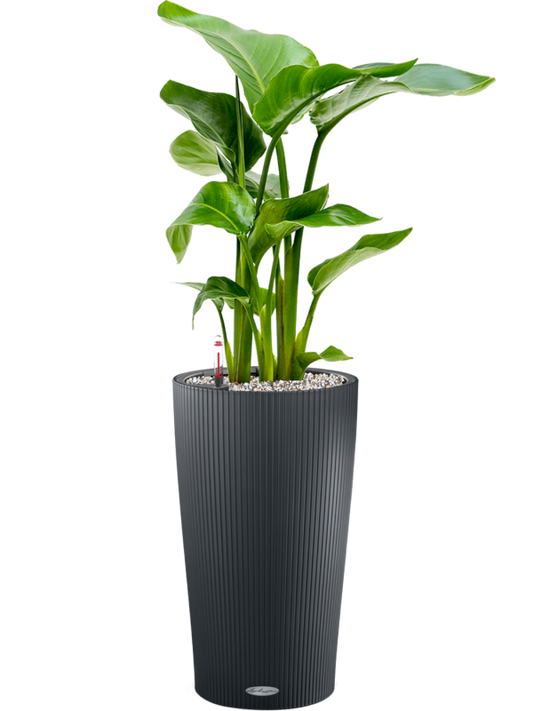 Strelitzia nicolai in Lechuza Cilindro 23 Office Plant With Pot 80cm Height 20cm Dia