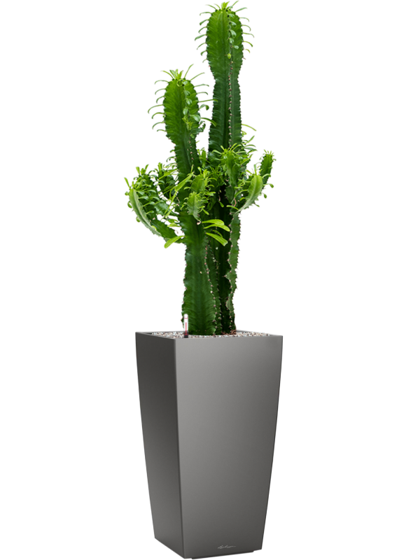 Euphorbia erytrea in Lechuza Cubico Office Plant With Pot 127cm Height 28cm Dia