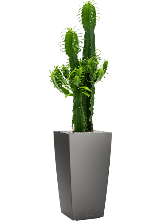 Euphorbia erytrea in Lechuza Cubico Office Plant With Pot 127cm Height 28cm Dia