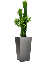 Euphorbia erytrea in Lechuza Cubico Office Plant With Pot 127cm Height 28cm Dia